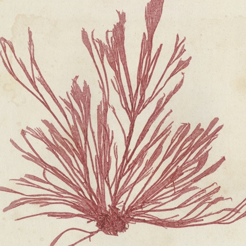 Brilliant Seaweed IX