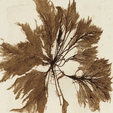 Brilliant Seaweed VI