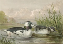 Bufflehead Ducks
