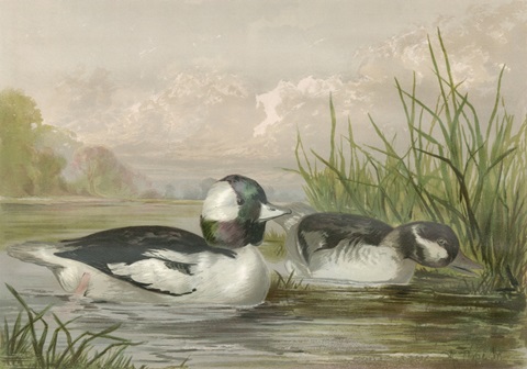 Bufflehead Ducks