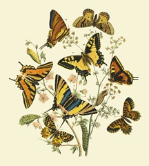 Butterfly Gathering I