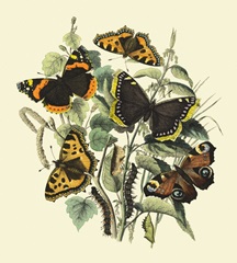Butterfly Gathering II