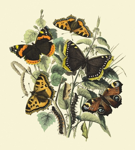 Butterfly Gathering II