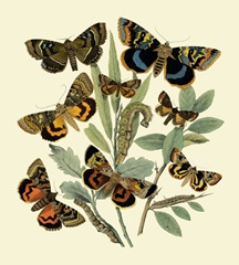 Butterfly Gathering III