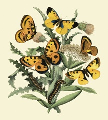 Butterfly Gathering IV