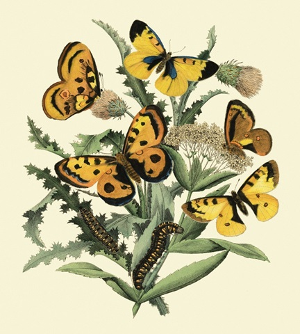 Butterfly Gathering IV