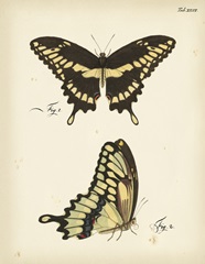 Butterfly Profile I