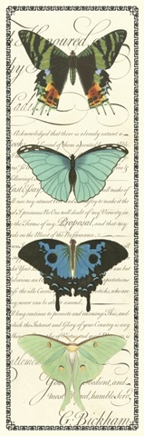 Butterfly Prose Panel II