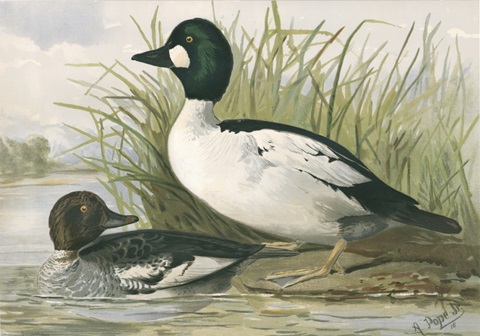 Common Goldeneye Ducks