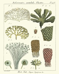 Coral Classification I