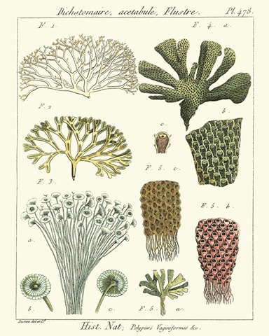 Coral Classification I