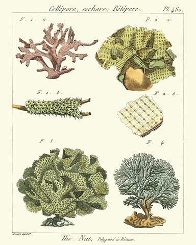 Coral Classification II
