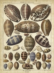 Cowrie Shells I
