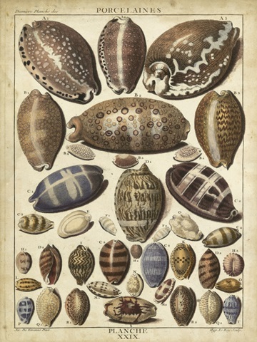 Cowrie Shells I