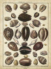 Cowrie Shells II