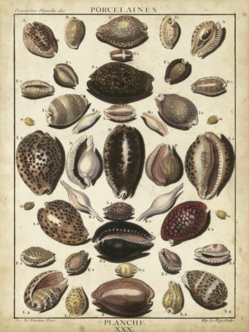 Cowrie Shells II