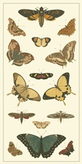 Cramer Butterfly Panel I