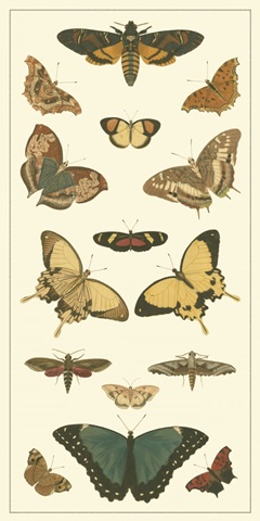 Cramer Butterfly Panel I