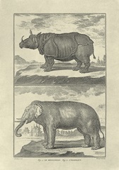 Elephant and Rhino