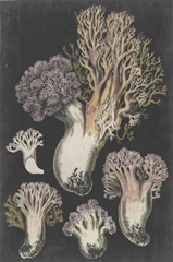 Genus Clavaria I