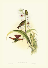 Gould Hummingbird II