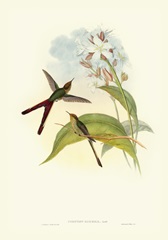 Gould Hummingbird III
