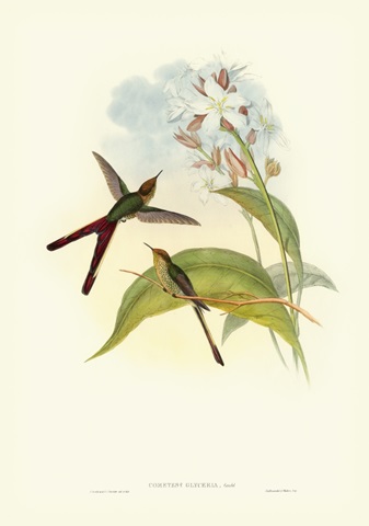 Gould Hummingbird III