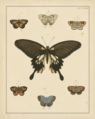 Heirloom Butterflies I