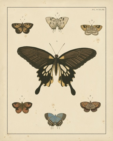 Heirloom Butterflies I