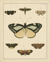 Heirloom Butterflies II