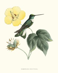 Hummingbird and Bloom I