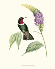 Hummingbird and Bloom II