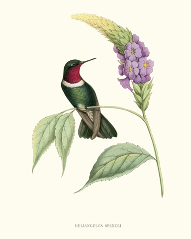 Hummingbird and Bloom II