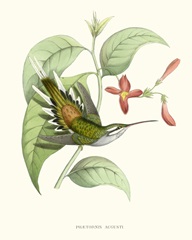 Hummingbird and Bloom III