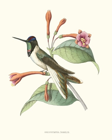 Hummingbird and Bloom IV