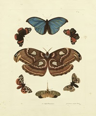 Knorr Butterflies II