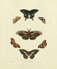 Knorr Butterflies III