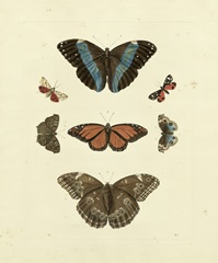 Knorr Butterflies IV
