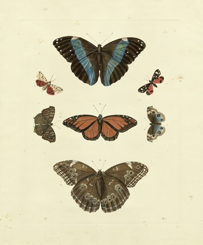 Knorr Butterflies IV