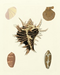 Knorr Shells II