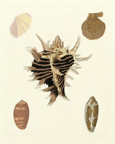 Knorr Shells II
