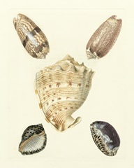 Knorr Shells IV
