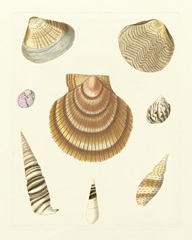 Knorr Shells V