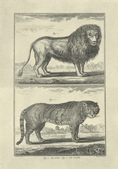 Lion and Tiger