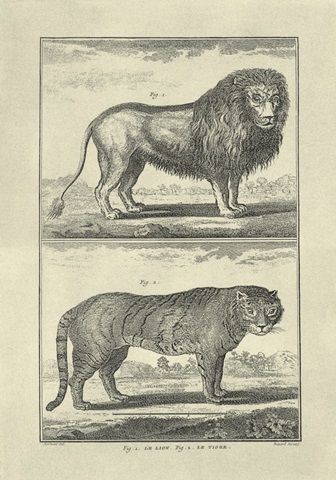 Lion and Tiger
