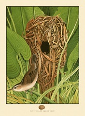 Long-Billed Marsh Wren