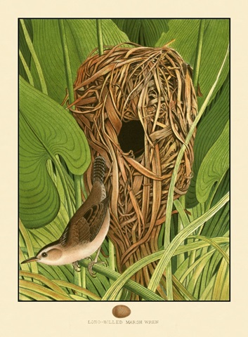 Long-Billed Marsh Wren