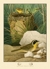 Maryland Yellow-Throat