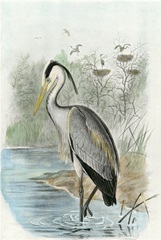 Oversize Common Heron