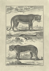 Panther and Leopard